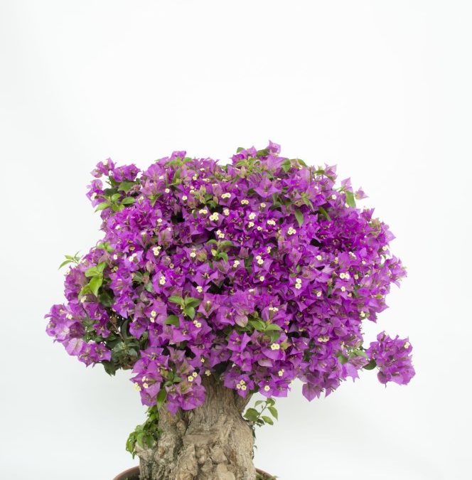 Bougainvillea glabra Bonsai EXTRA
